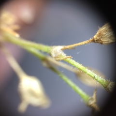 Spergularia