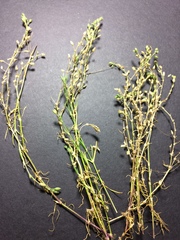 Spergularia