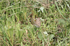 Junonia atlites atlites