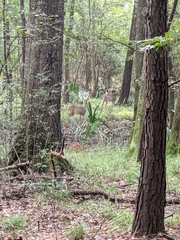 Odocoileus virginianus texanus