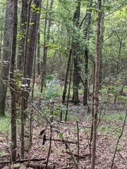 Odocoileus virginianus texanus