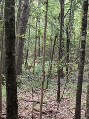 Odocoileus virginianus texanus