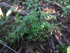 Ceratocapnos claviculata