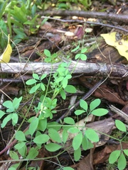 Ceratocapnos claviculata