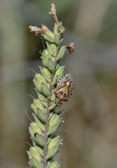 Dolycoris