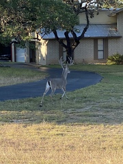 Odocoileus virginianus texanus