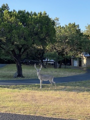 Odocoileus virginianus texanus