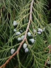 Juniperus blancoi