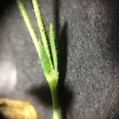 Spergularia