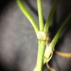 Spergularia