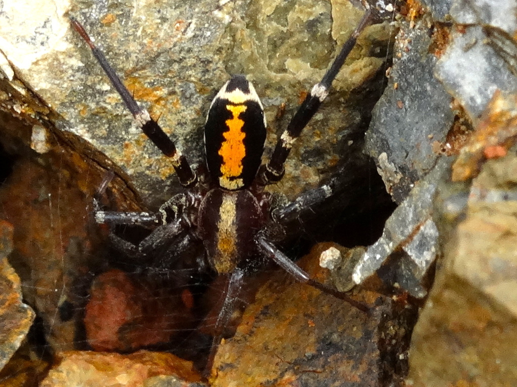 Castianeira dorsata
