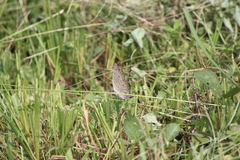 Junonia atlites atlites
