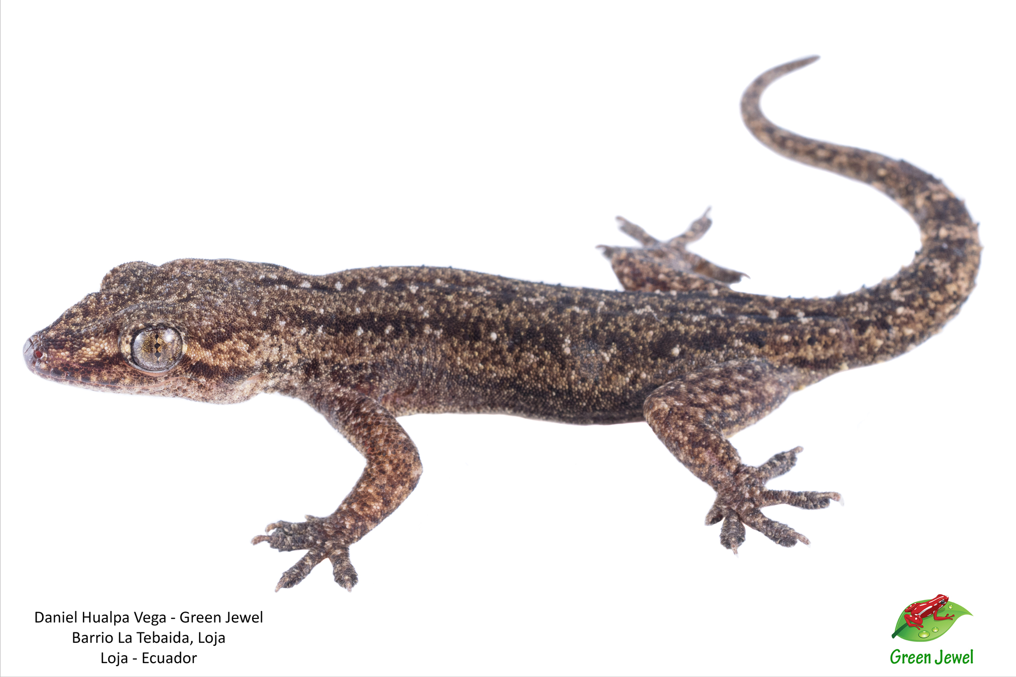 Hemidactylus frenatus image