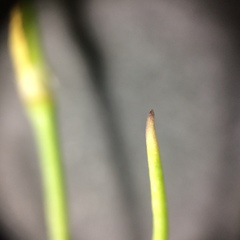 Spergularia