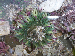 Anthopleura elegantissima