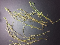 Spergularia