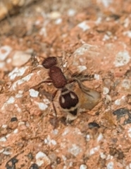 Mutillinae