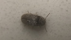 Stegobium
