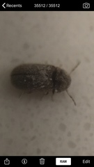 Stegobium