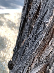 Myrmecocystus placodops