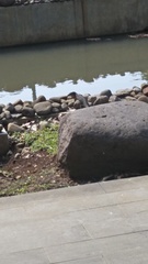 Varanus salvator bivittatus