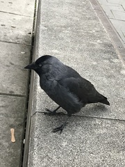 Corvus monedula