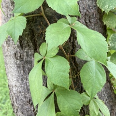 Parthenocissus quinquefolia