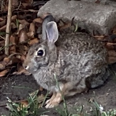 Sylvilagus floridanus