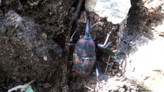 Cactophagus spinolae