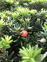 Taxus baccata