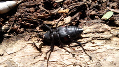 Cactophagus spinolae