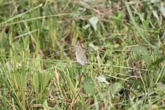 Junonia atlites atlites