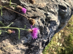 Centaurea thuillieri