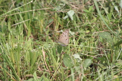 Junonia atlites atlites