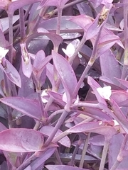 Tradescantia pallida
