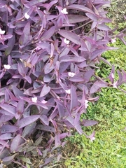 Tradescantia pallida