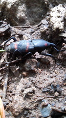 Cactophagus spinolae