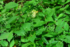 Circaea erubescens