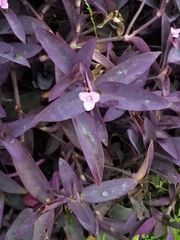 Tradescantia pallida