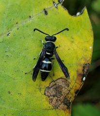 Euodynerus schwarzi