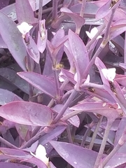 Tradescantia pallida
