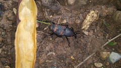 Cactophagus spinolae