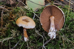 Thaxterogaster porphyropus