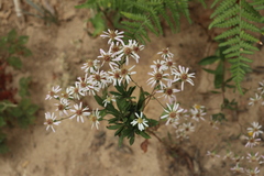 Eurybia radulina