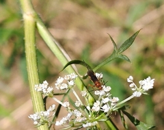 Braconidae