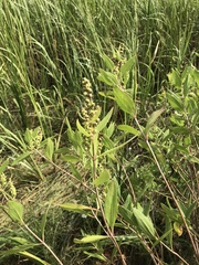 Iva frutescens