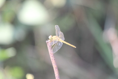 Crocothemis servilia