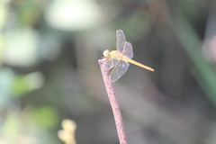 Crocothemis servilia