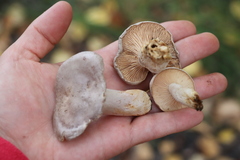 Lactarius flexuosus