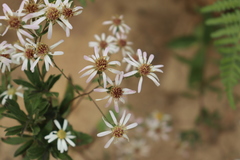 Eurybia radulina